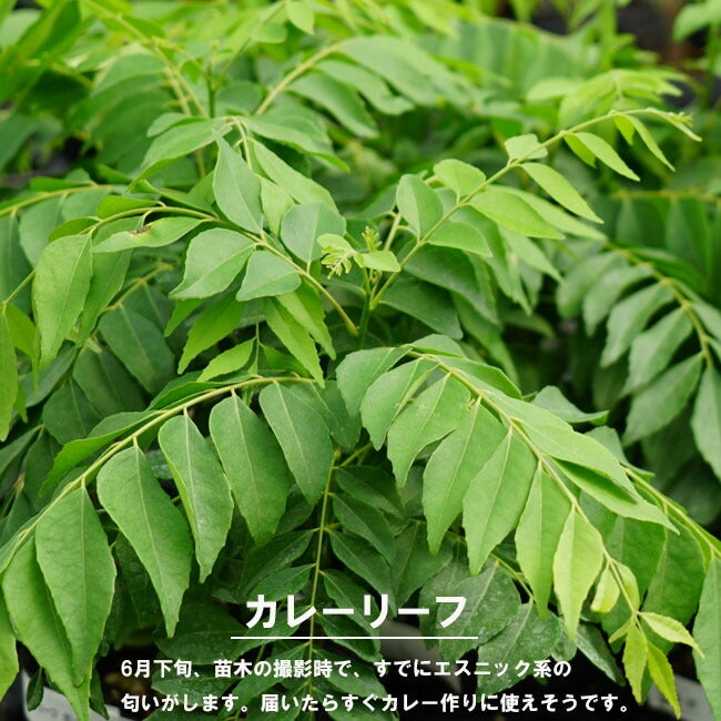 000000047898-06.jpg?size=l&w=