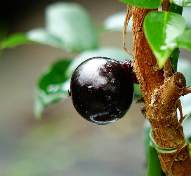 000000088192-02.jpg?size=l&w=