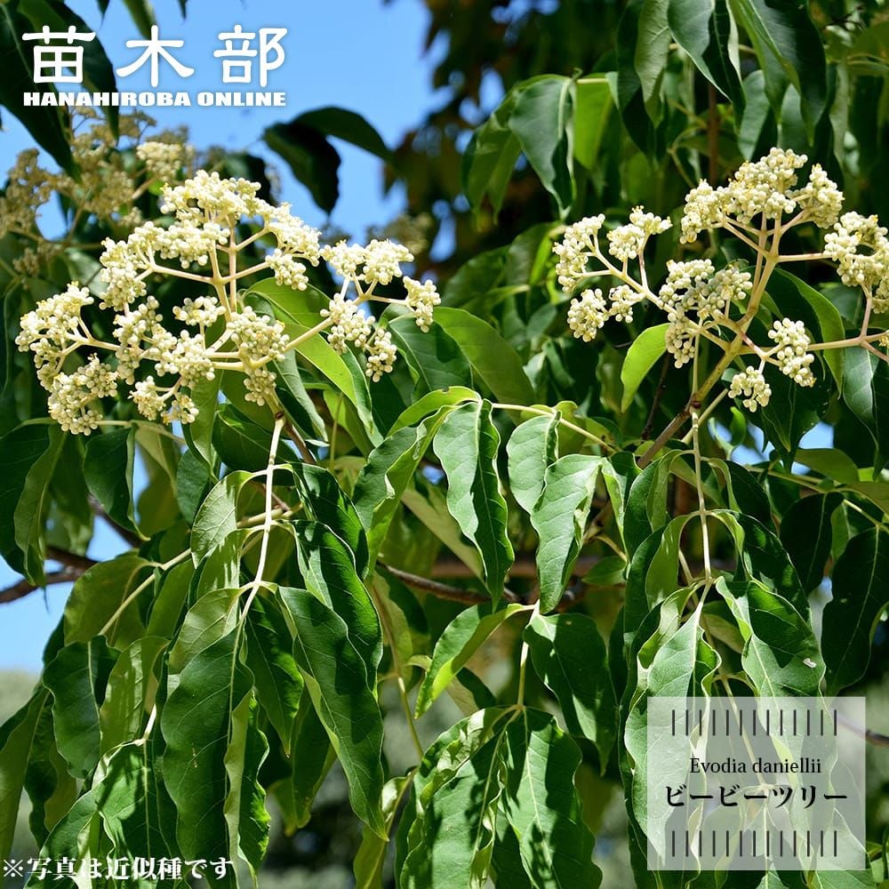 バラ ジ オルブライトン ランブラー R ランブラー （つるバラ） 苗