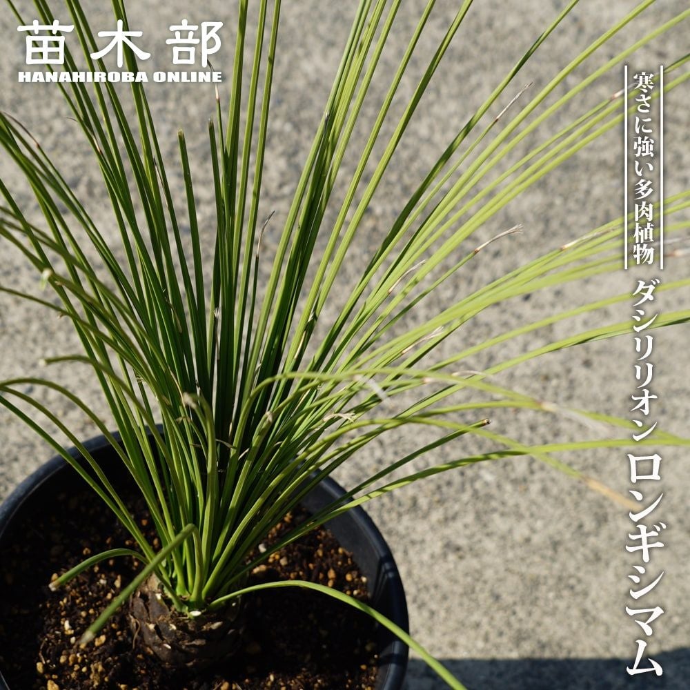 000000108004-01.jpg?size=m&w=