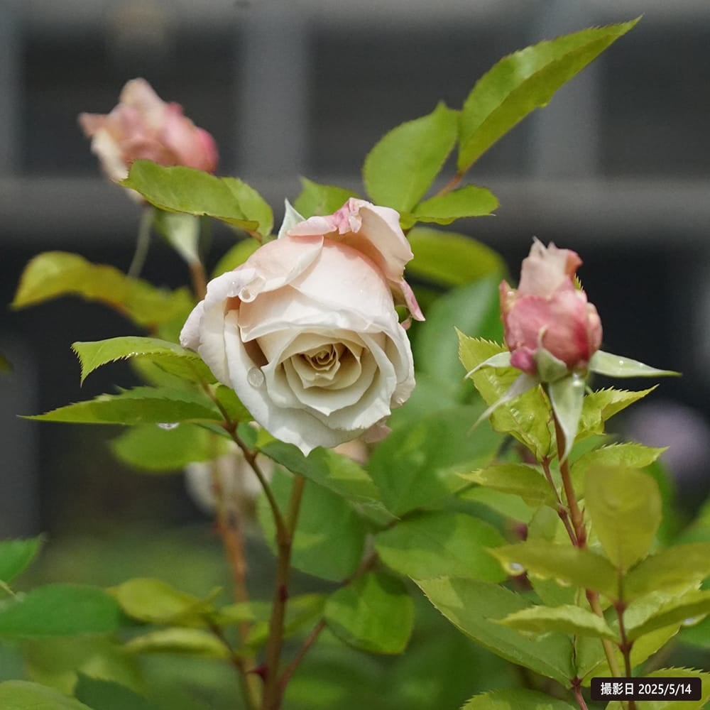 000000108311-08.jpg?size=l&w=