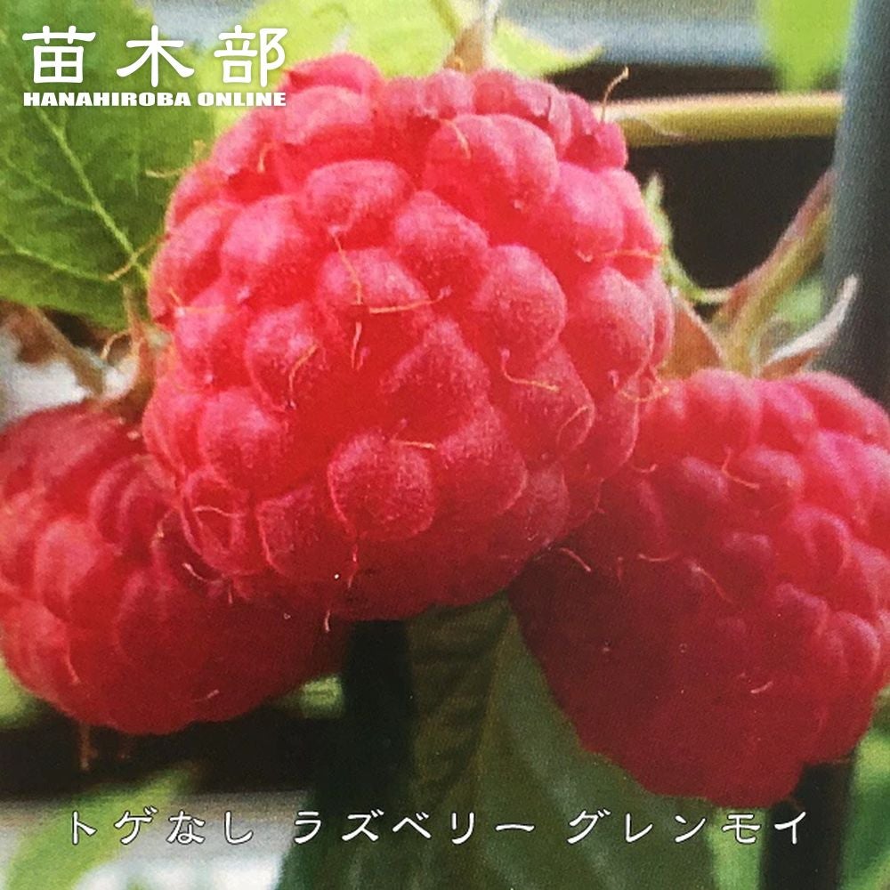 ラズベリー・ブラックベリー | 苗木部 本店 By 花ひろばオンライン