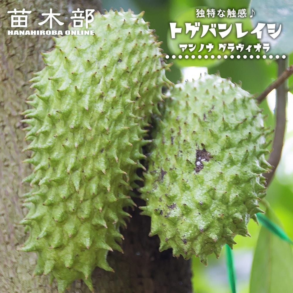 マンゴー チョカナン 苗 販売 苗木部 By 花ひろばオンライン