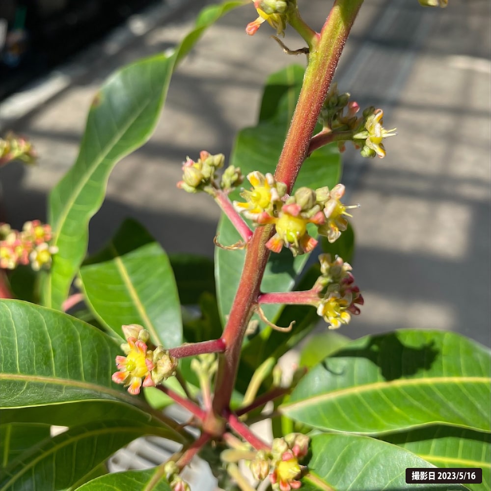 マンゴー苗品種リリー10号 特大