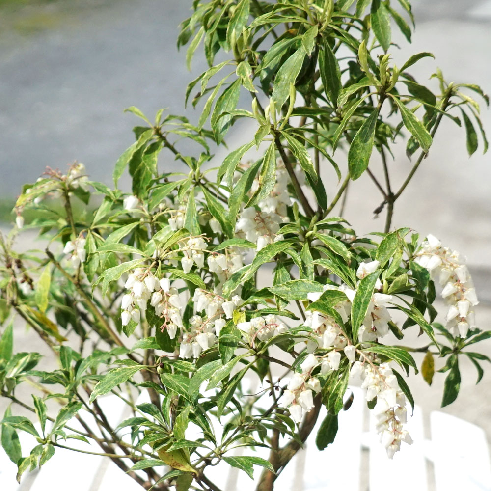 N*T様 斑入りアセビ/ホワイトリム/優良株【現品発送】管理70856 庭木