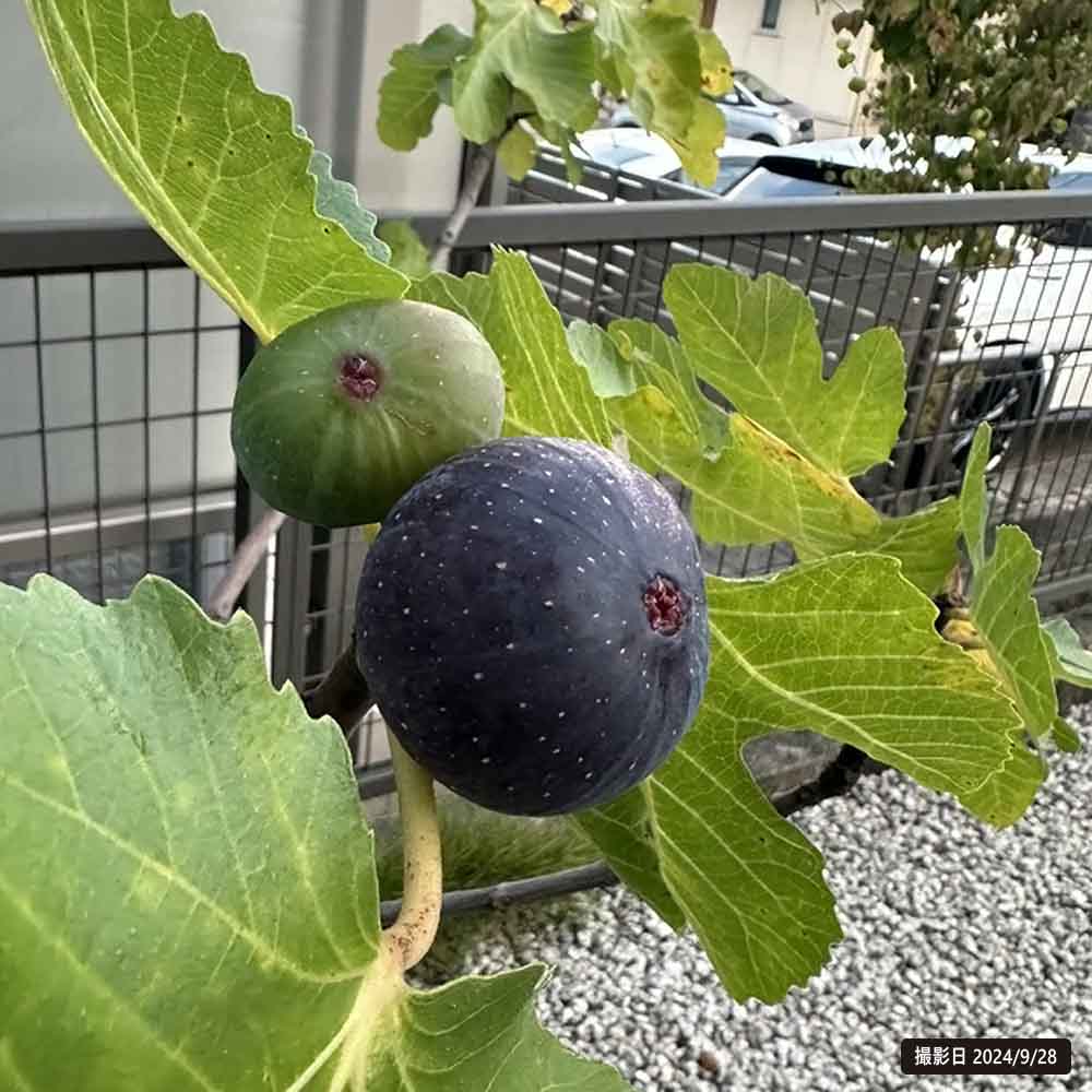 専用】イチジク 穂木 【公式通販】