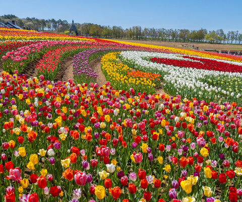 全国の花風景 | 「日本全国の花風景検索サイト【はなまっぷ】｜季節