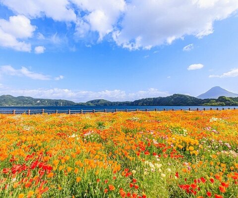 全国の花風景 | 「日本全国の花風景検索サイト【はなまっぷ】｜季節