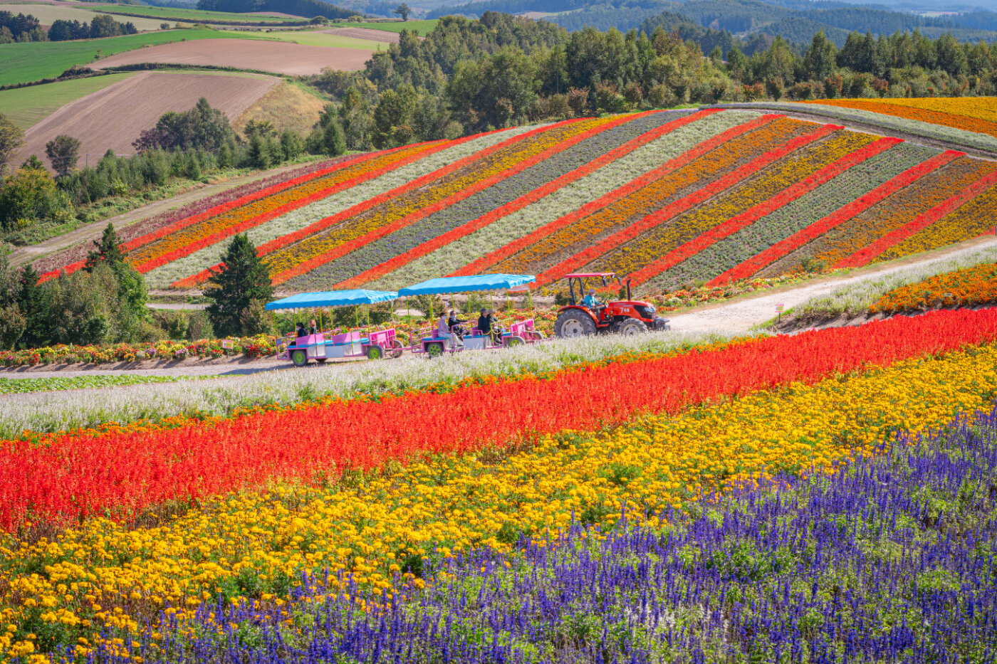 カラフルな展望花畑・四季彩の丘 | 季節特集 | 特集ページ | 「日本