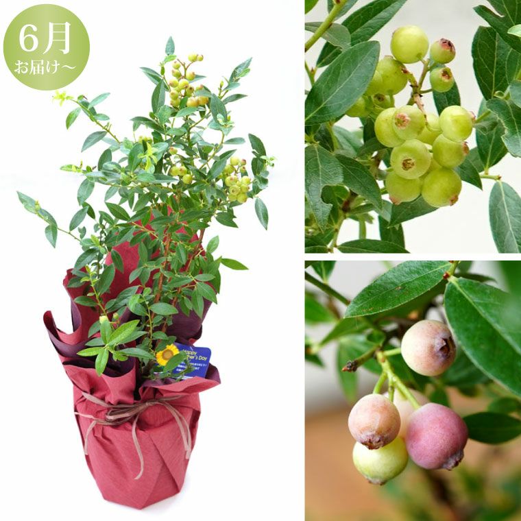 育てる果樹鉢・ピンクレモネード(ブルーベリー)』鉢植え｜横浜花まりか