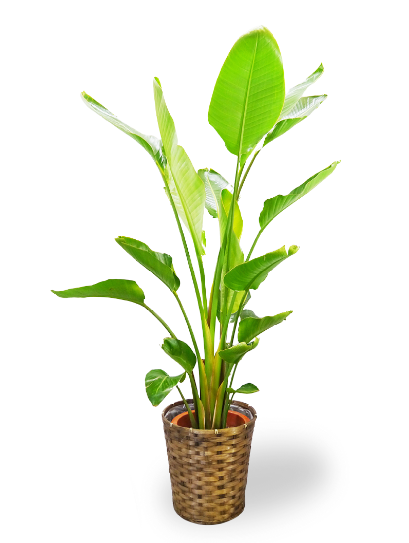 観葉植物 大型 ストレリチア・オーガスタ 10号鉢 / 胡蝶蘭・フラワー