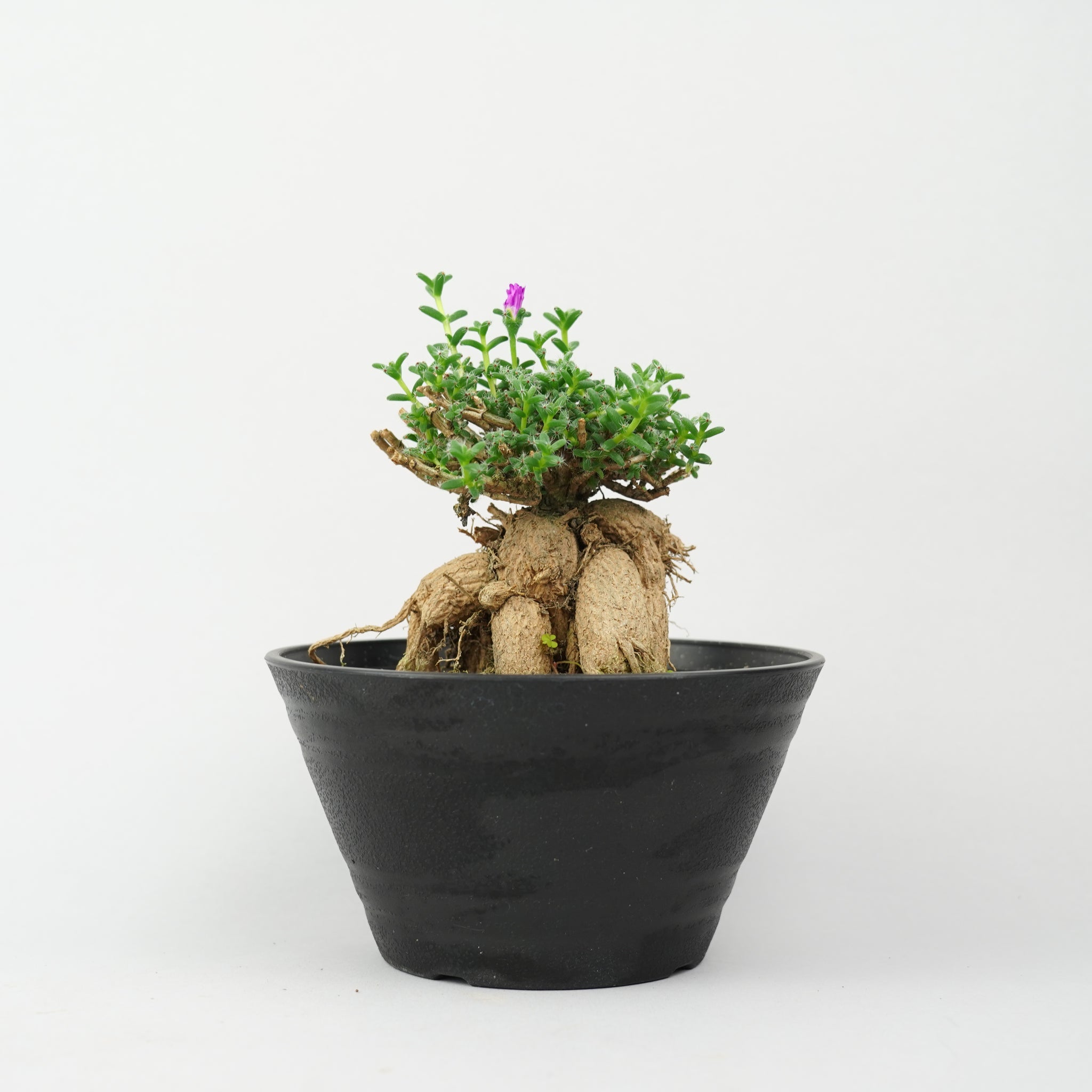 植物/希少植物etc/その他の希少植物 – Hachi-8