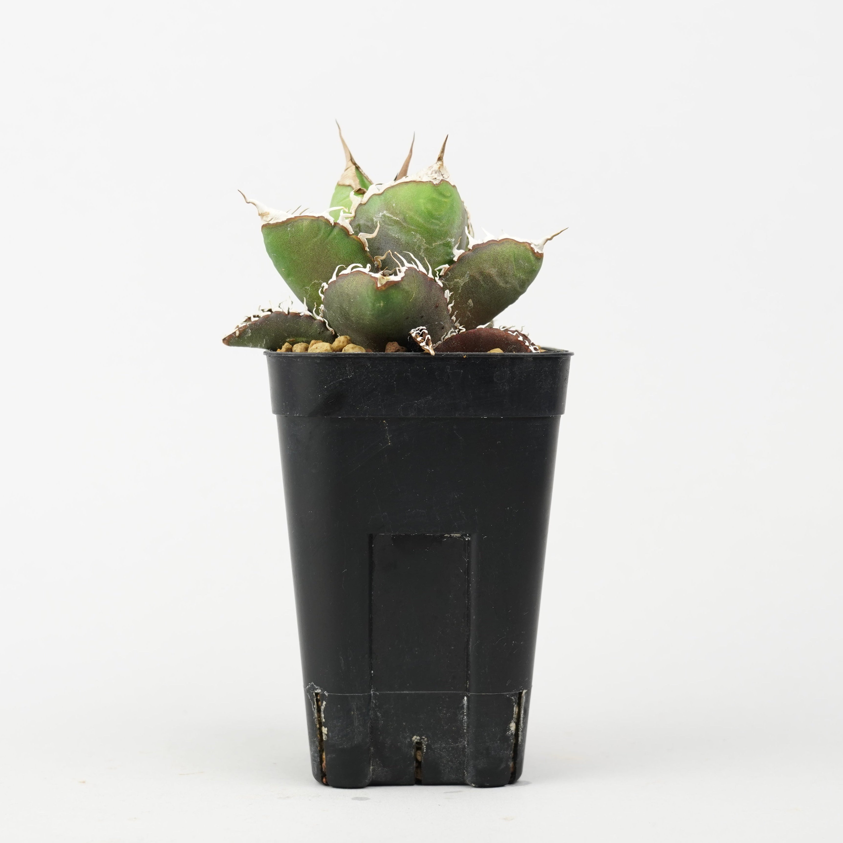 植物/アガベ/すべて – Hachi-8