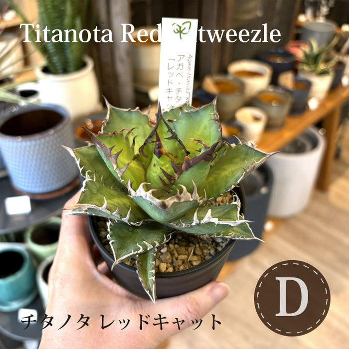 アガベ – 鉢人