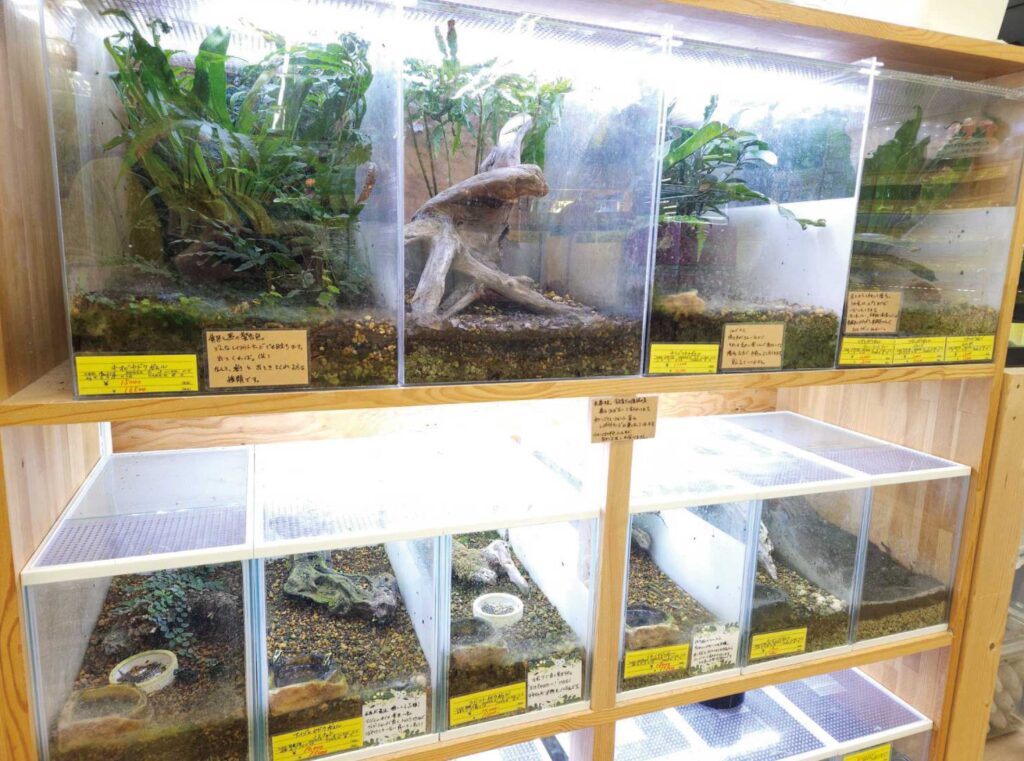 J新潟店 | 爬虫類倶楽部