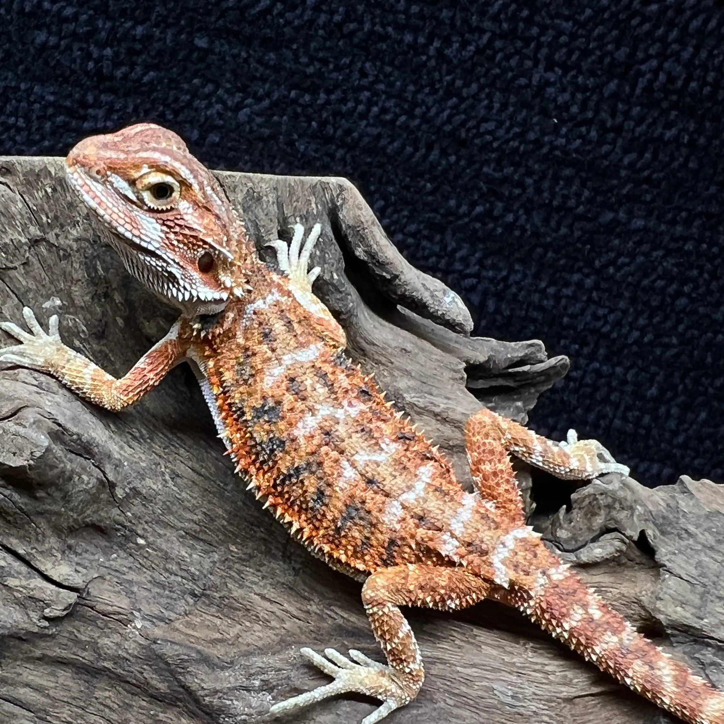 完売御礼】フトアゴヒゲトカゲ/ダークレッドクロス① US CB ｜2024/10