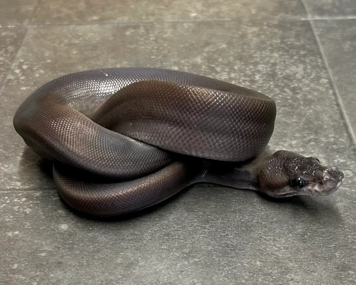 ボールパイソン/Ball Python - Hachural-Life