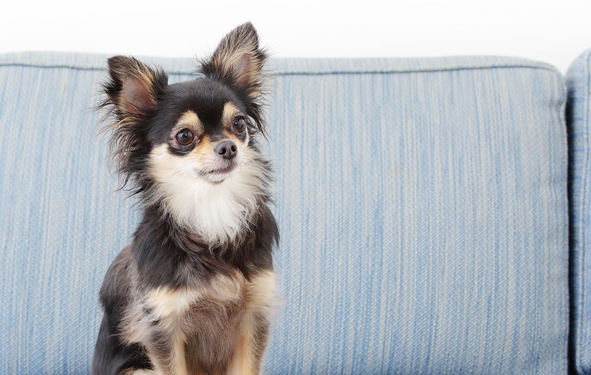 ペットビジネス講座|通信教育講座で資格なら「ヒューマンアカデミー