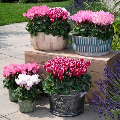 フレグラントシクラメン オドラ | 株式会社ハクサン｜花や植物、園芸