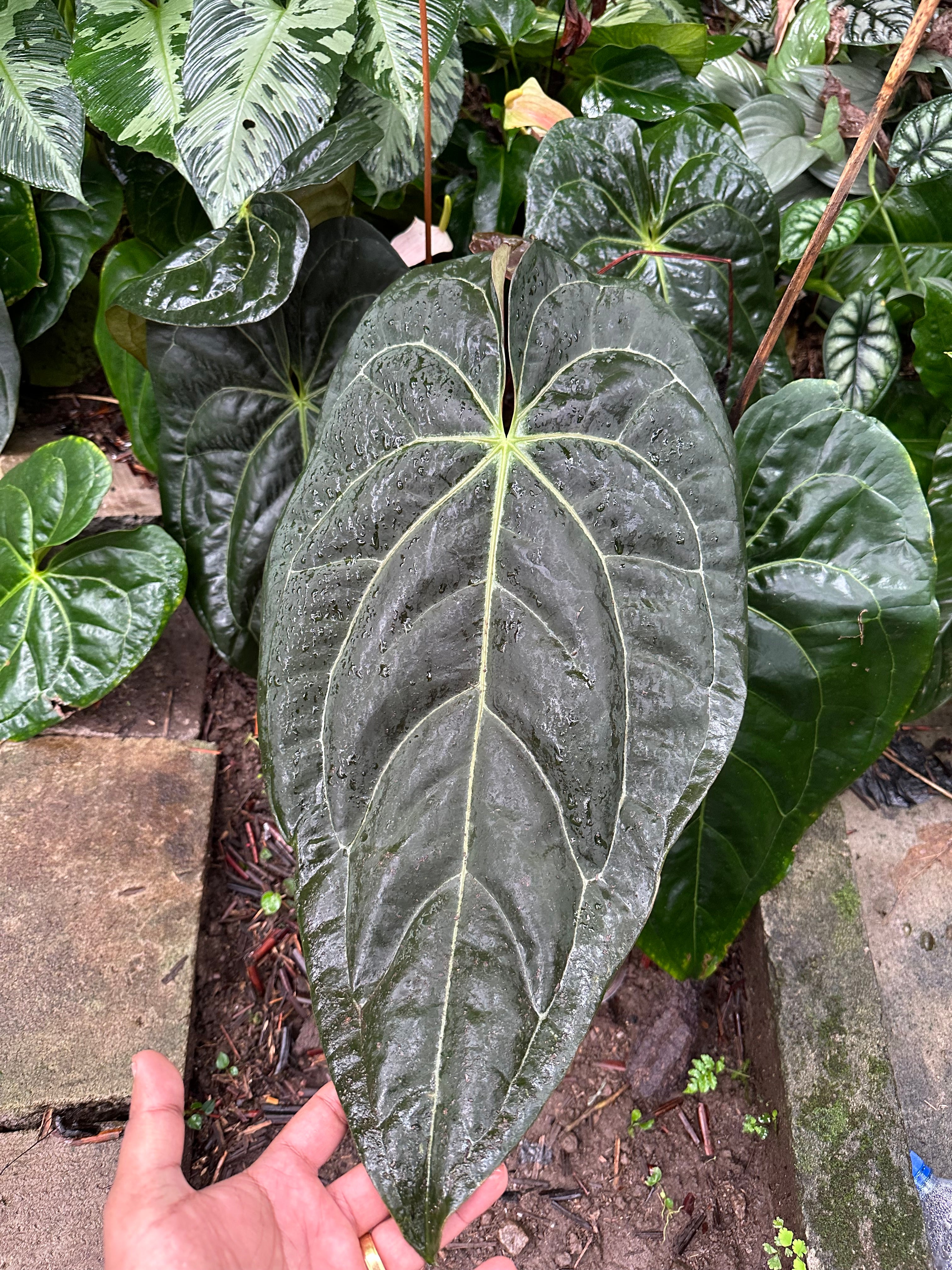 Buy Anthurium Papillilaminum X-One Online – HappiestPlants