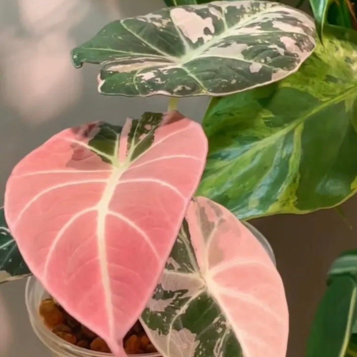 Alocasia Black Velvet Pink Variegated – HappiestPlants