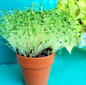 Chia Microgreens – HappyFamilyFarmsUSA