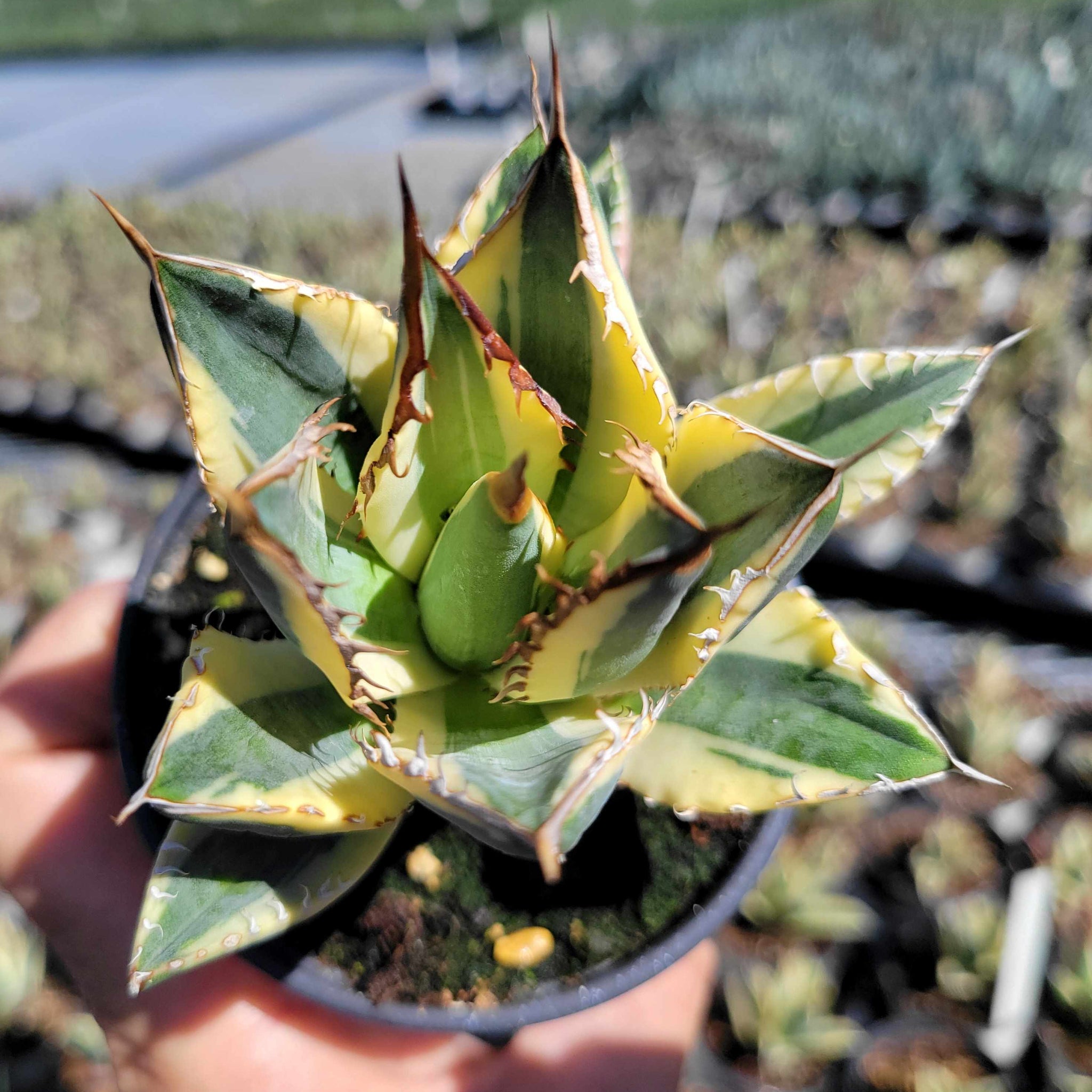 Agave titanota 'Snaggle Tooth' – Happy Valley Plants