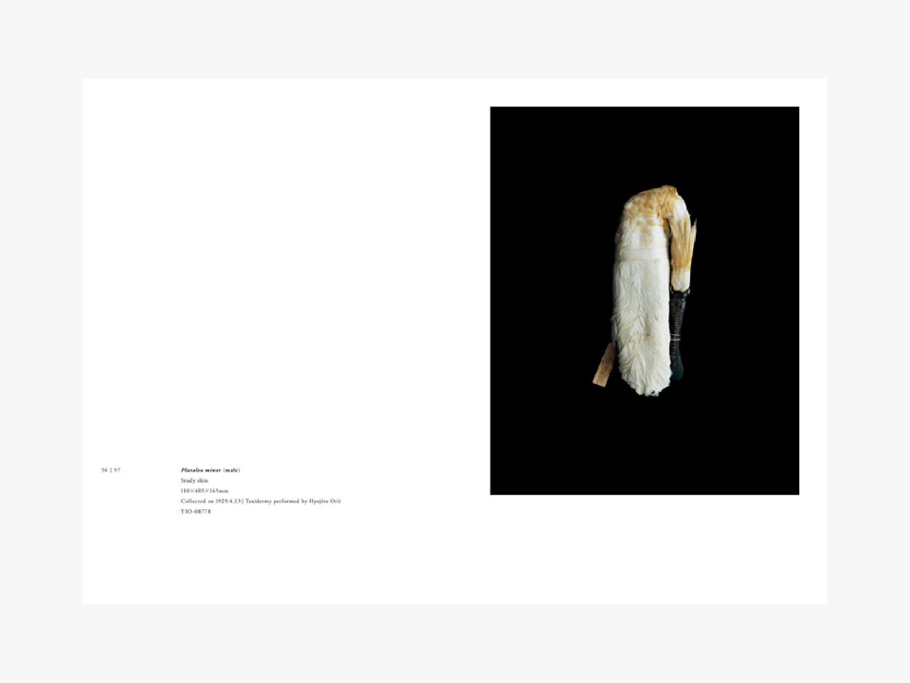 上田義彦　BIOSOPHIA of BIRDS　鳥のビオソフィア BIOSOPHIA of BIRDS 鳥のビオソフィア - 東京大学出版会