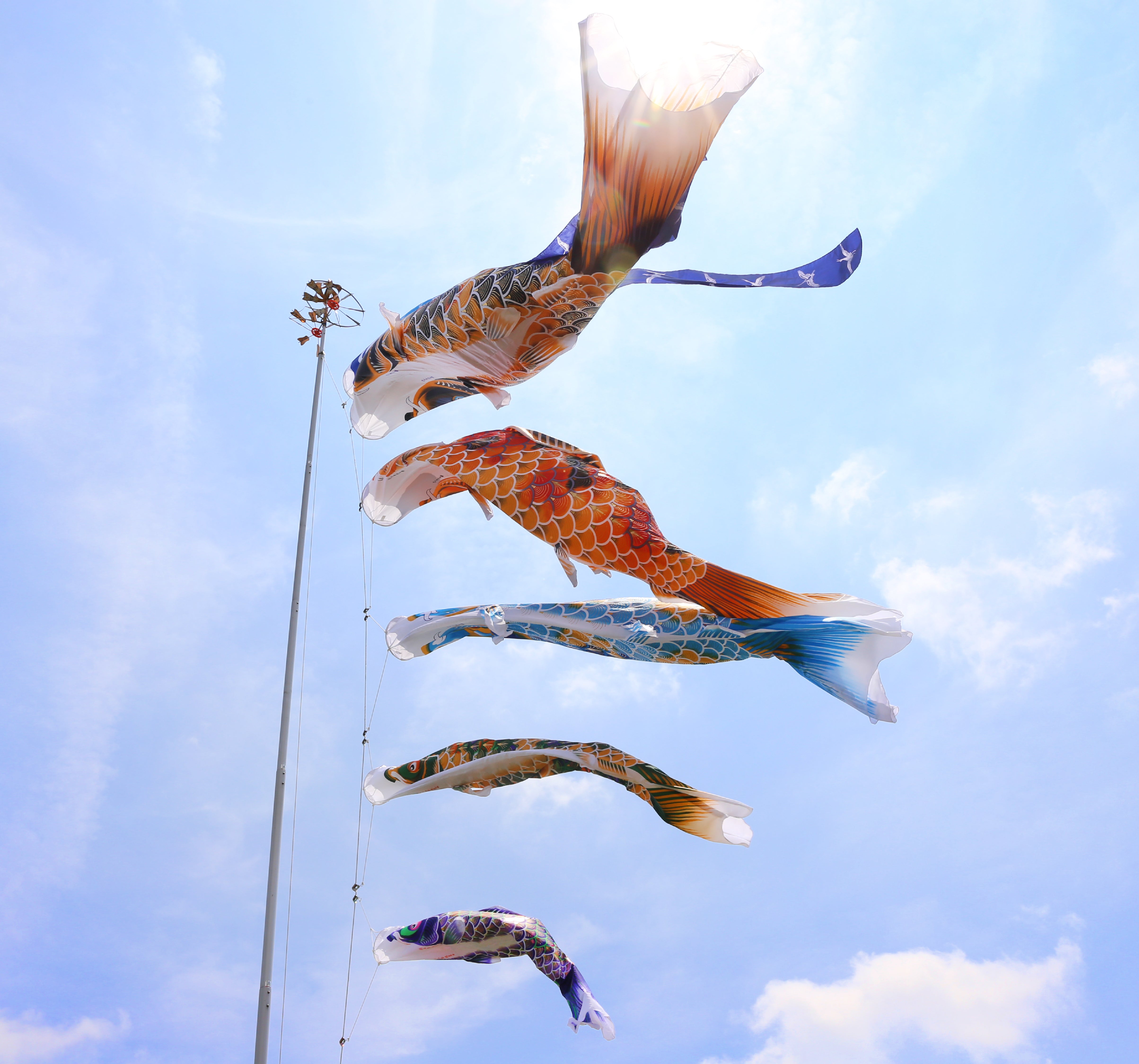 献上手染友禅之鯉＜京錦＞6点 庭園スタンドセット（矢車・ロープ・砂