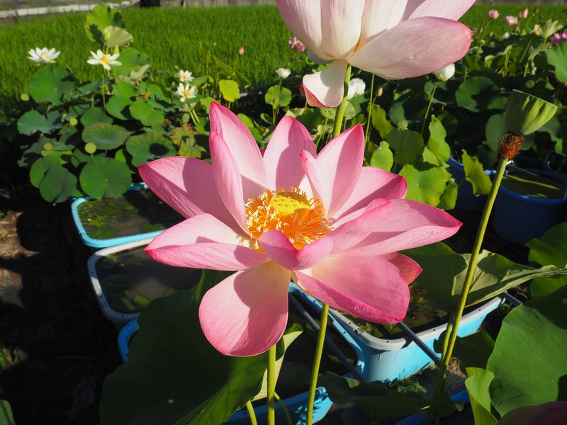 ハスの種 1000粒（200個✖️5袋）、100個訳あり品（キズ、汚れ等