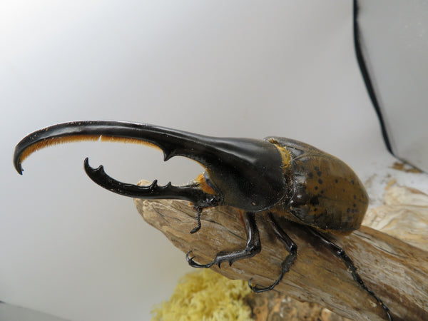 ヘラクレスオオカブト_ヘラクレス ヘラクレス – HAWAIIAN BEETLE