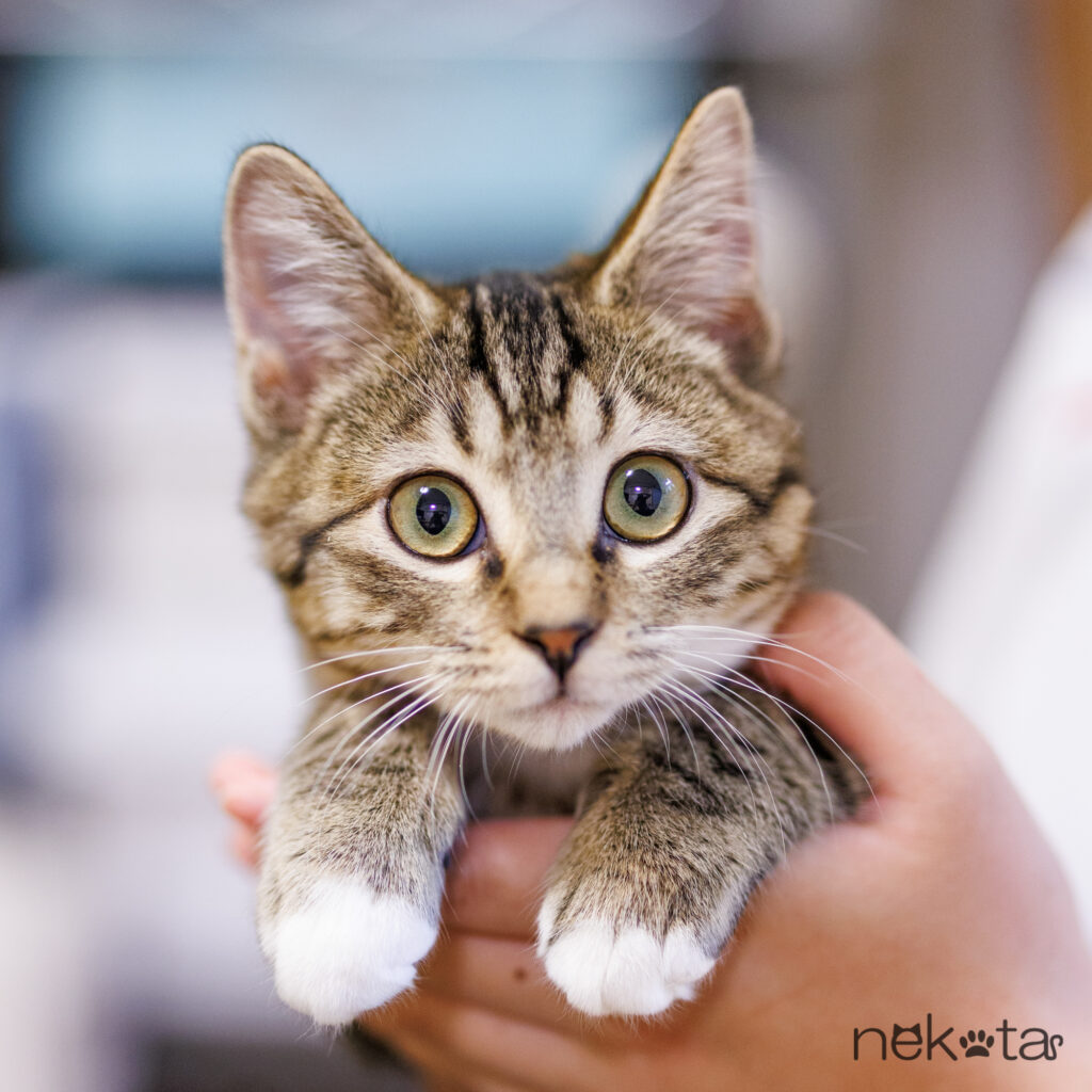 猫ちゃんの撮り方 | 猫田晃広写真館～ペット写真、子供写真ならお任せ