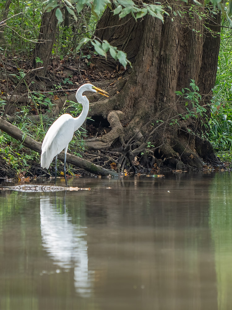 Bayou Teche Paddle Trail flows through the Heart of Cajun Country