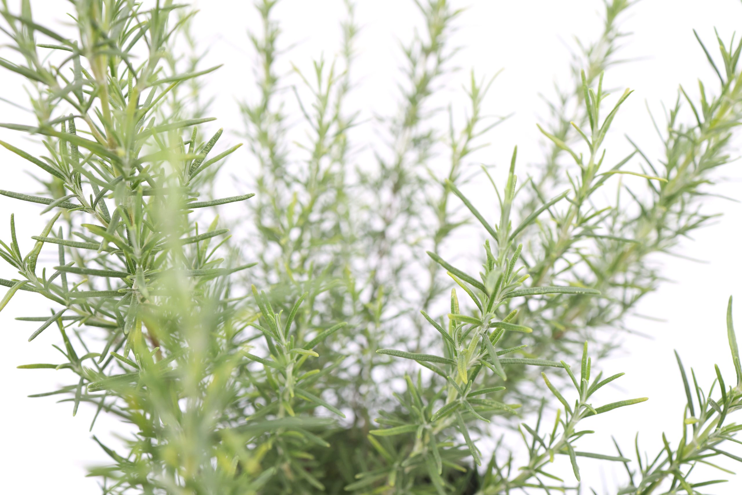 Rosemary Miss Jessopp's, Lawn edging- Hedge Xpress