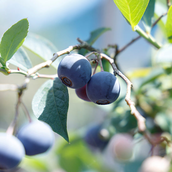 媛ベリーアイスボックス【6個】〈森のともだち農園〉 – ハーベスト