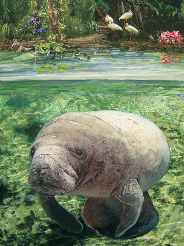 Manatee Puzzle | Jigsaw Puzzles