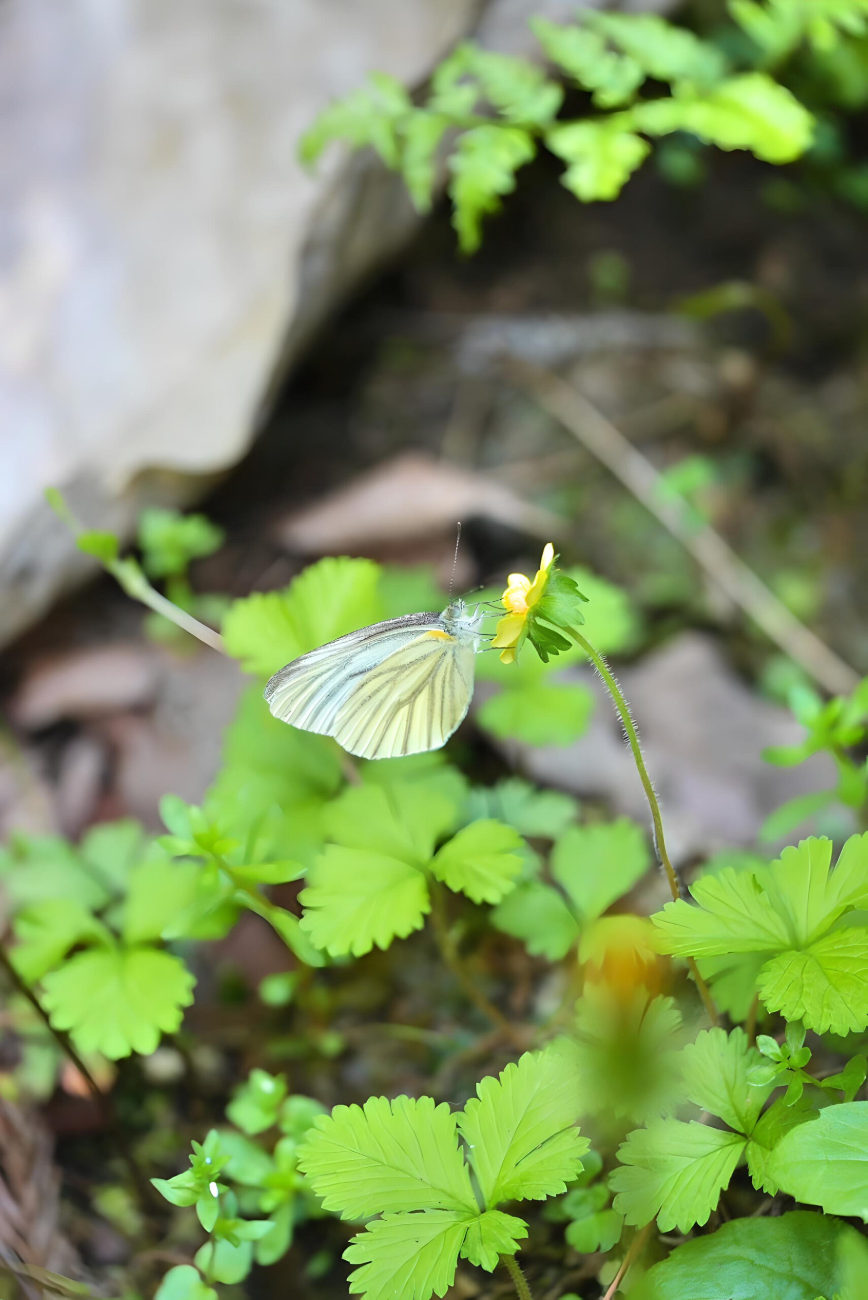 ウスバシロチョウを求めて（1） | 片岡宏誌のホームページ