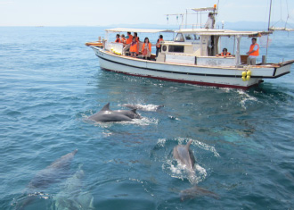 イルカウォッチング | 南島原ひまわり観光協会
