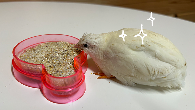 ヒメウズラの販売 | 熱海ふれあいガーデン