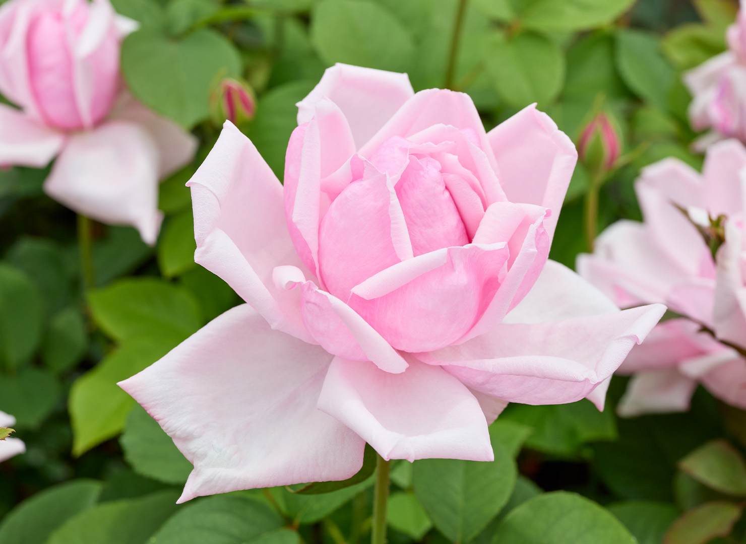 ラ フランス – La France | 姫野ばら園八ヶ岳農場