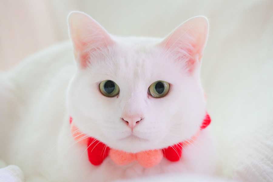 ねこ界のプリマよ！」 おもちゃを追って立ち上がった白ねこに1.2万人