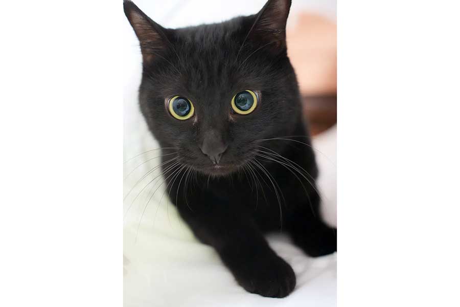 リラックスして毛づくろい中のはずが…まさかの姿を見せた黒ねこ