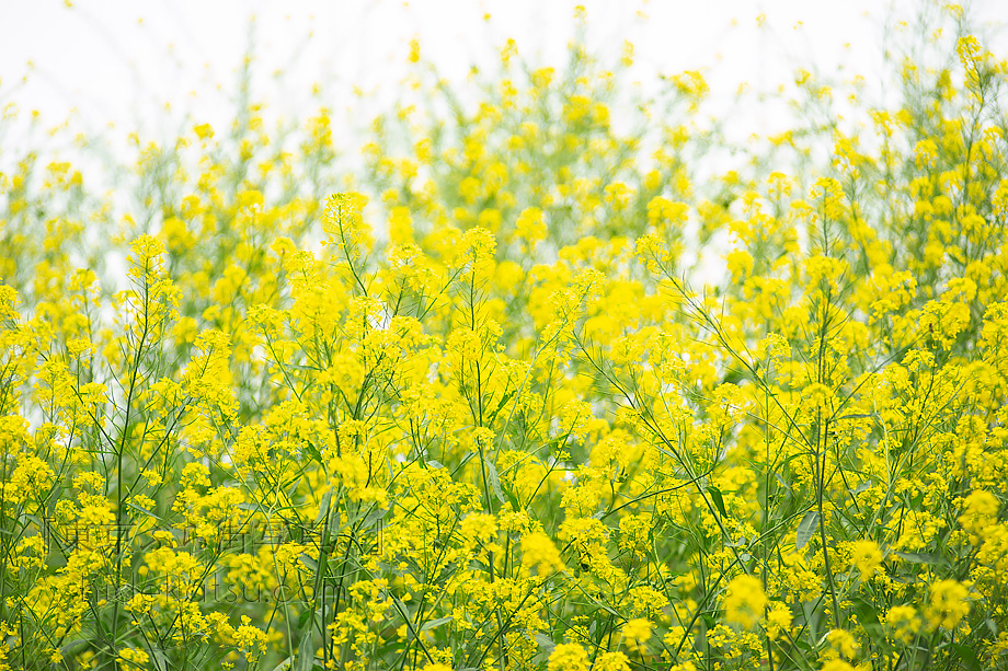 クセのない中望遠 名門Meyer-Optik Orestor 100mm F2.8 M42 - オールド