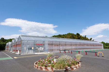 いちご摘み取り体験 | 東松山市農林公園