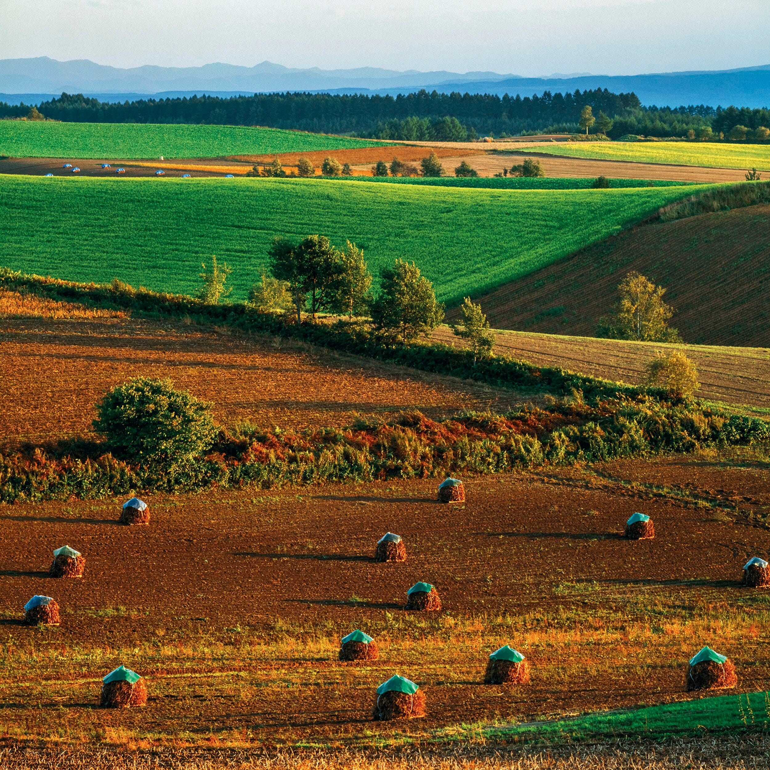 祖父・前田真三が発見した美瑛の丘の風景