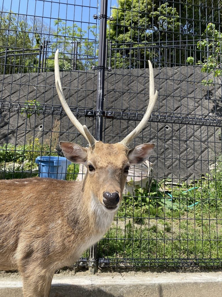 ハナジカの落角、始まりました！ - 平川動物公園公式サイト