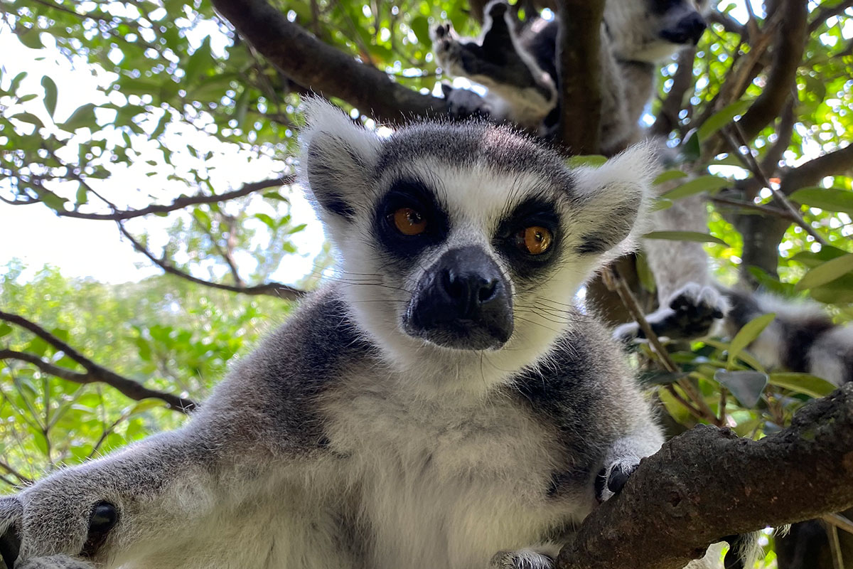 ワオキツネザル - 平川動物公園公式サイト