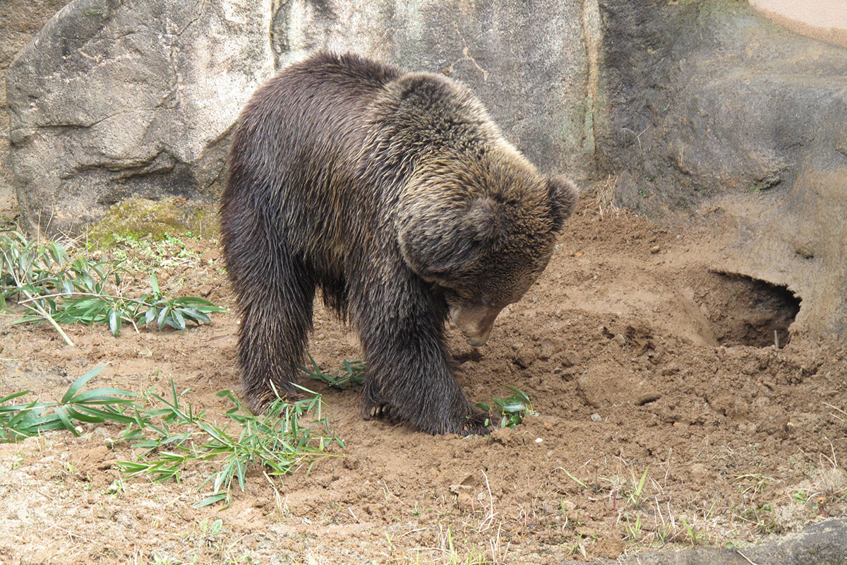 ヒグマ（エゾヒグマ） - 平川動物公園公式サイト
