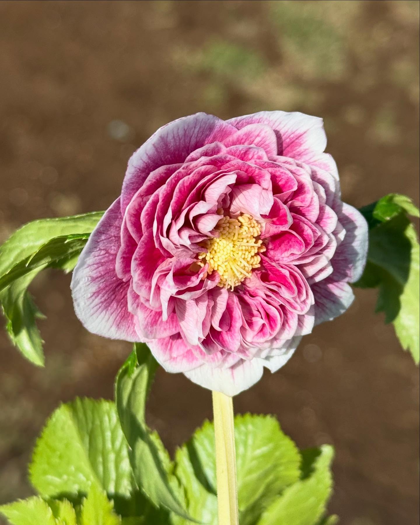 広瀬園芸 hirose_engei