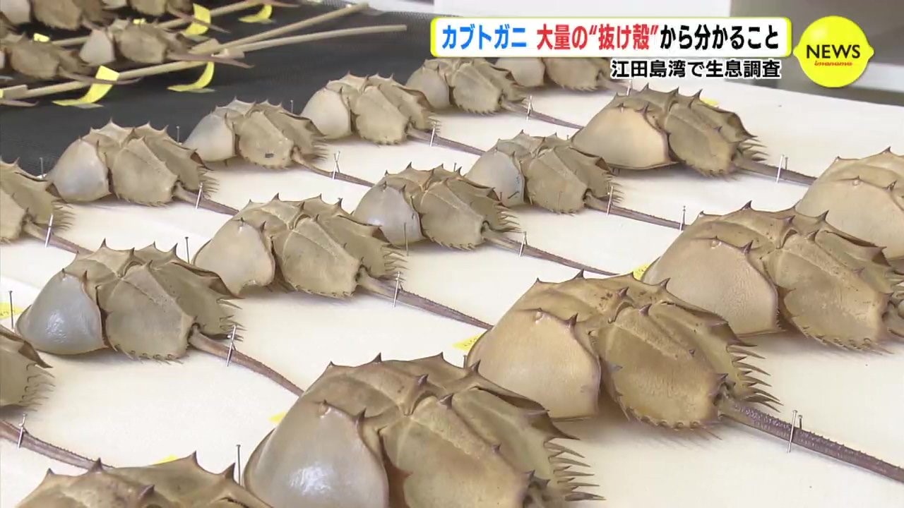 カブトガニ 大量の “抜け殻” から分かること | 海と日本PROJECT in 広島